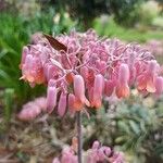 Kalanchoe laxiflora Cvet
