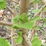 Viburnum lantana Bark