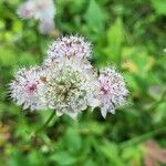 Astrantia majorVirág