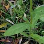 Erigeron annuus Folha