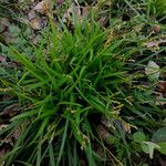 Carex digitata Квітка
