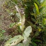 Alpinia galanga Fruit