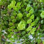 Sedum makinoi Blatt