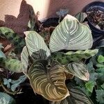 Calathea ornataLeaf