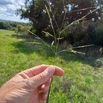 Panicum dichotomiflorum Blüte