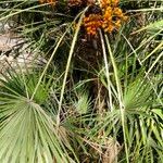 Chamaerops humilis Folha