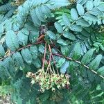 Sorbus koehneana Fruit