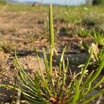 Ranunculus minimus Plante entière