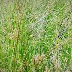 Juncus arcticus Habitat