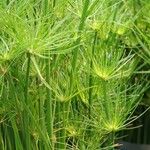 Cyperus haspan Ліст