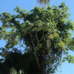Cecropia schreberiana Hoja