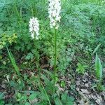 Orchis mascula x Orchis militaris Flower