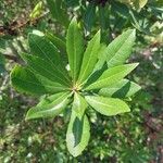 Myrica californica Leaf