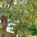 Styrax officinalisFruit