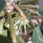 Dorstenia foetida Flower