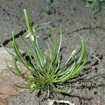 Ranunculus minimus Celota