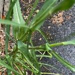 Tragopogon pratensis برگ