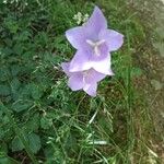 Campanula persicifoliaFlower