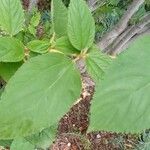 Ceanothus americanus Leaf