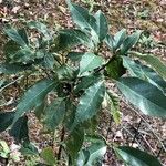 Quercus ningangensis Leaf