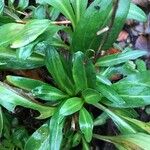 Epilobium tetragonum Лист