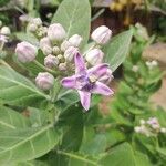 Calotropis gigantea Flor