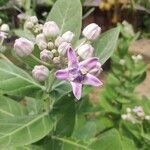 Calotropis gigantea Blüte