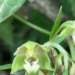 Epipactis bugacensis Bloem