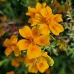 Tagetes tenuifolia Blüte