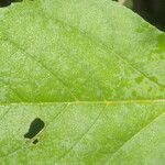 Croton argenteus Blatt