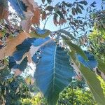 Quercus muehlenbergii Deilen