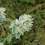 Euphorbia marginata Цвят
