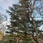 Cedrus atlantica 其他