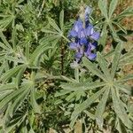 Lupinus cosentinii Лист