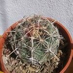 Thelocactus bicolor