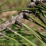 Pinus coulteri Прочее