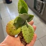 Kalanchoe gastonis-bonnieri Ліст
