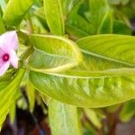 Catharanthus roseusFeuille