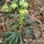 Helleborus foetidus Hoja