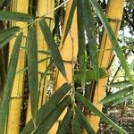 Bambusa vulgaris Leaf