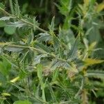 Carthamus caeruleus 葉