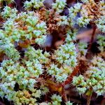 Chaetonychia cymosa Flor