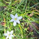 Ornithogalum divergensКветка