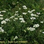 Orlaya grandiflora 形態