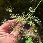 Laserpitium gallicum Flower