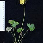 Cremanthodium reniforme Hábito