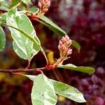 Photinia fraseri برگ