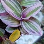 Tradescantia cerinthoides Feuille