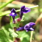 Scutellaria tuberosa फूल