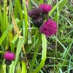 Cirsium rivulare Escorça